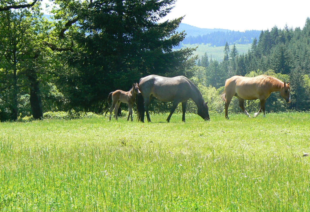Airlie Farm Bed And Breakfast