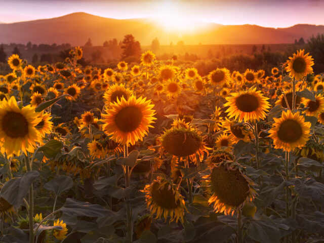 Packer Orchards & Farm Place