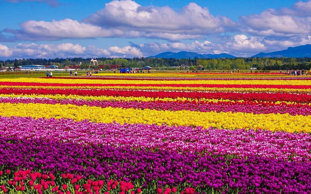 Skagit Valley Tulip Festival